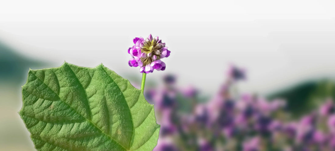 Bakuchiol The Natural Retinol Alternative