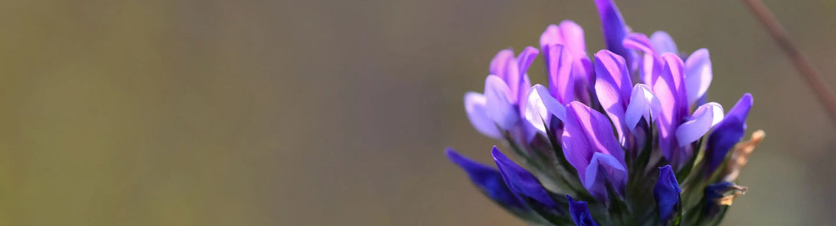 Bakuchiol vs Retinol: Gentle Anti-Aging Alternative Explained